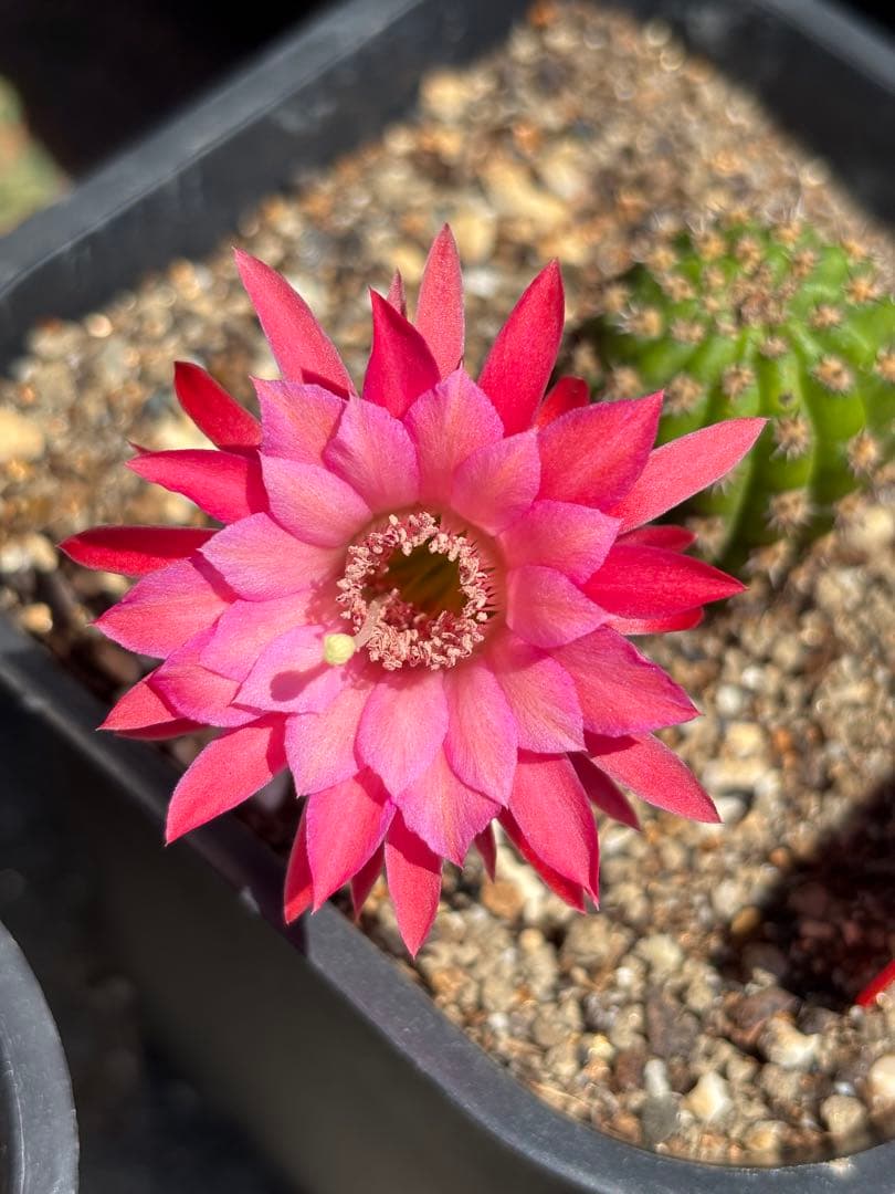 多肉植物　花サボテン　金紐シリーズ 金4番