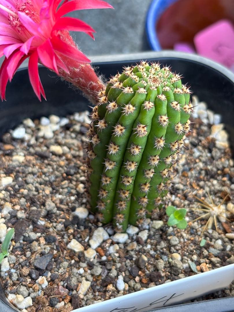多肉植物　花サボテン　金紐シリーズ 金4番