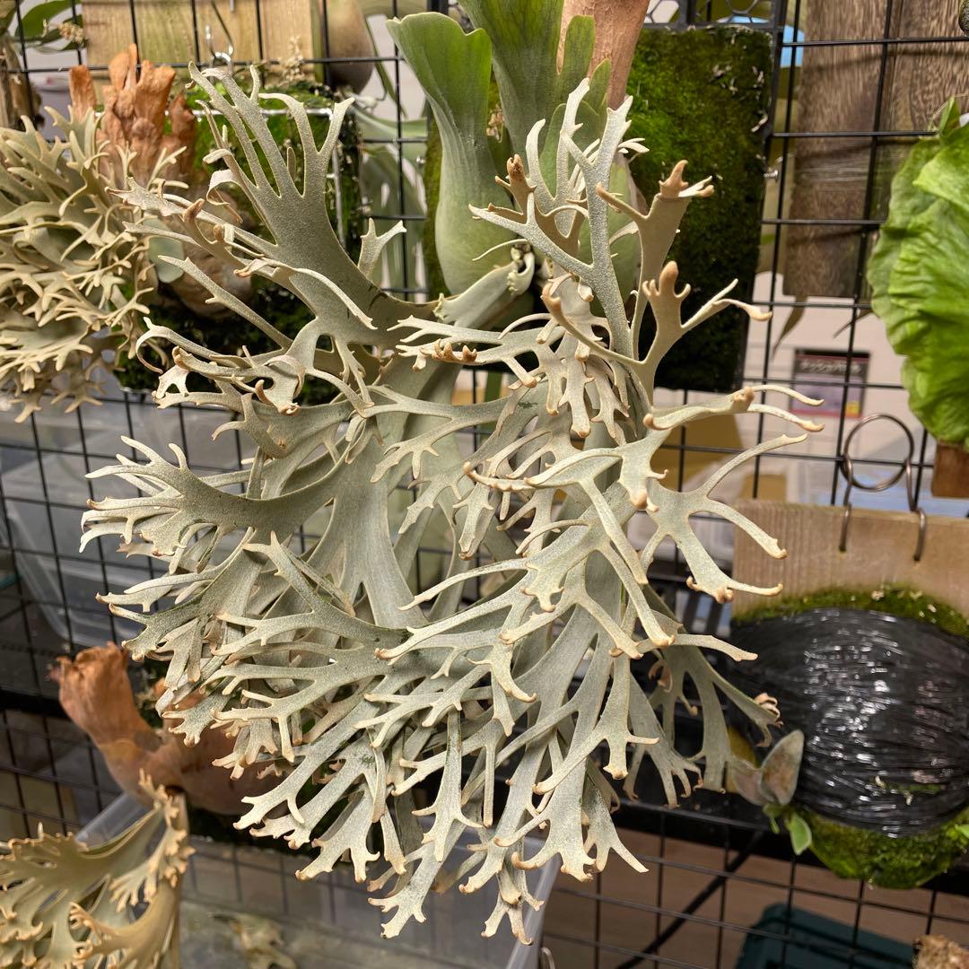 ③ yellow moon dwarf sporeling 胞子 ビカクシダ