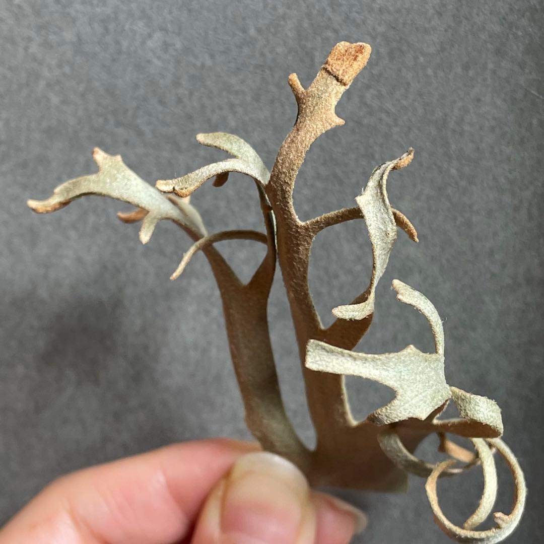 ③ yellow moon dwarf sporeling 胞子 ビカクシダ