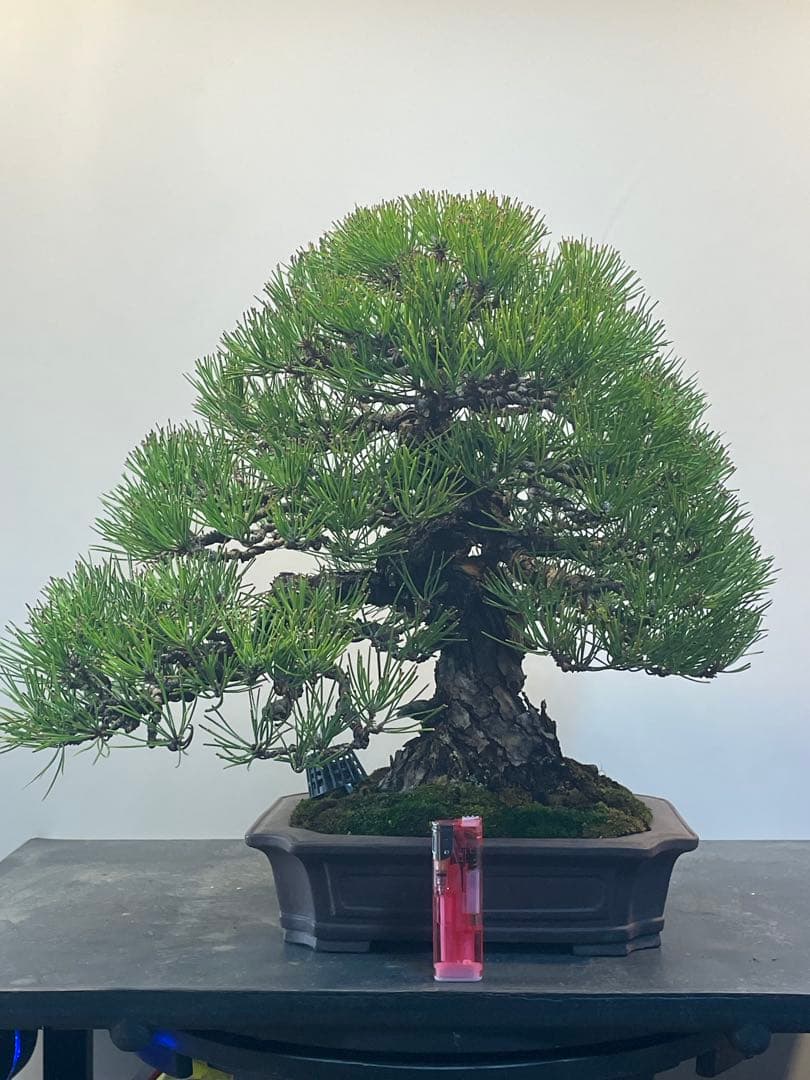 黒松樹齢約100年