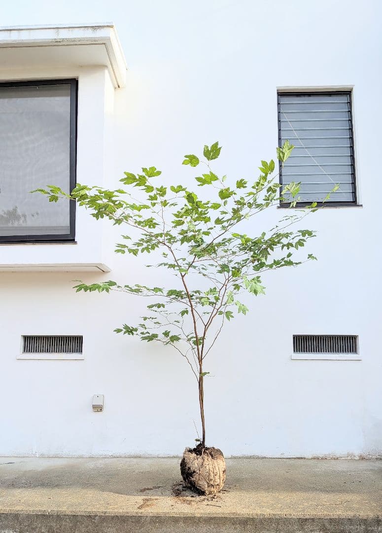 みずたま。山採りシロモジとヤマコウバシ。。。