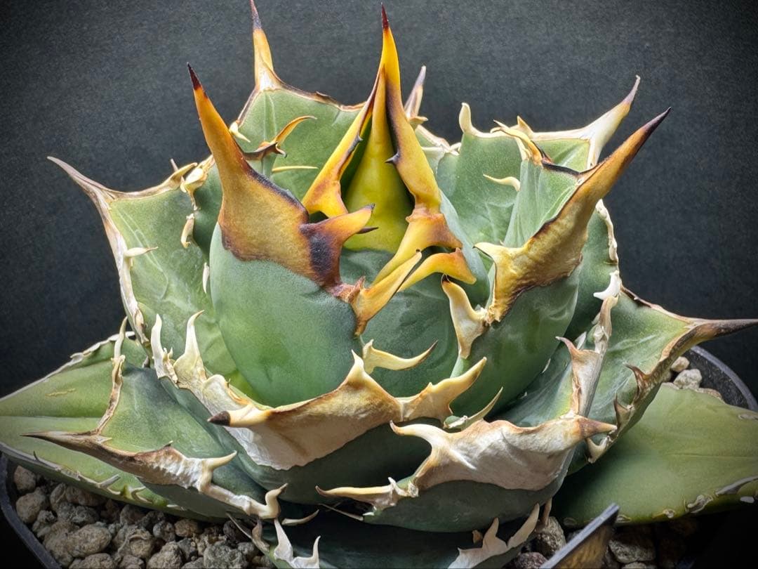 アガベ Muffinオテロイ実生ヤバ株の子株①