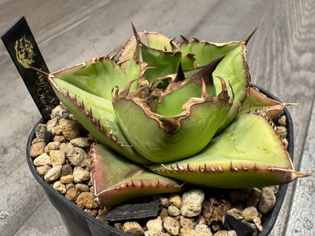 アガベ Muffinオテロイ実生ヤバ株の子株①