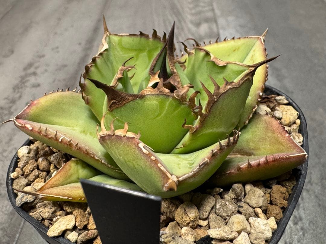 アガベ Muffinオテロイ実生ヤバ株の子株①