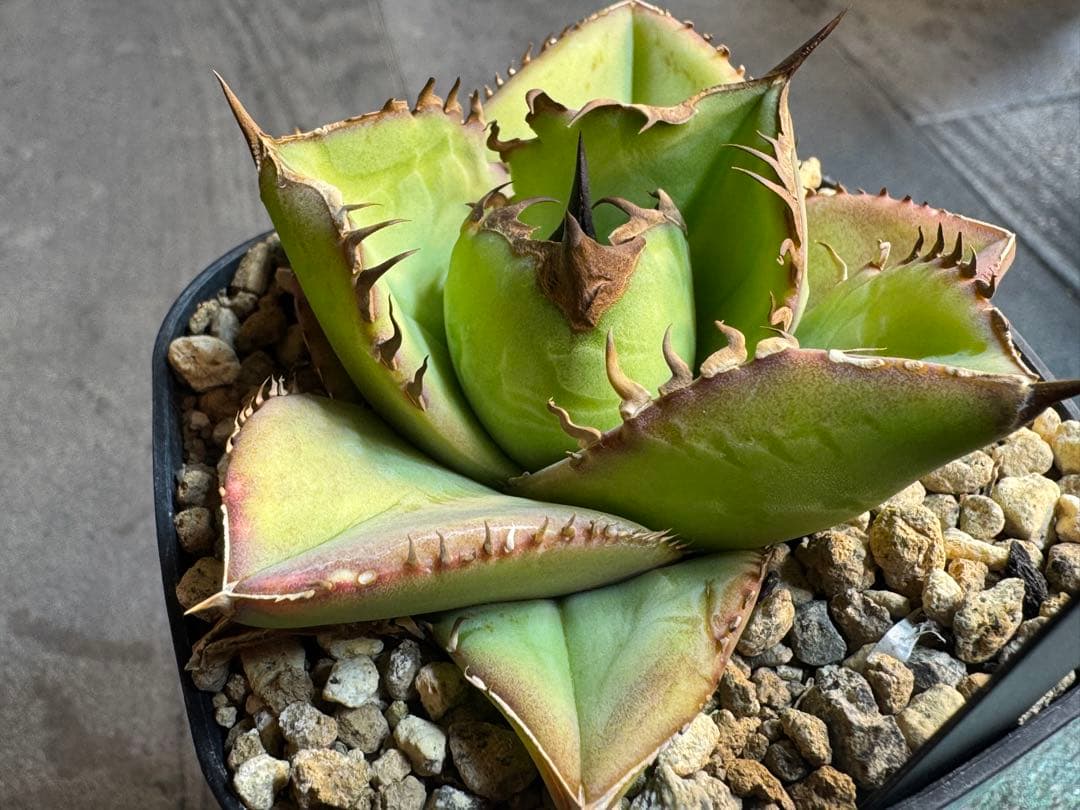 アガベ Muffinオテロイ実生ヤバ株の子株①