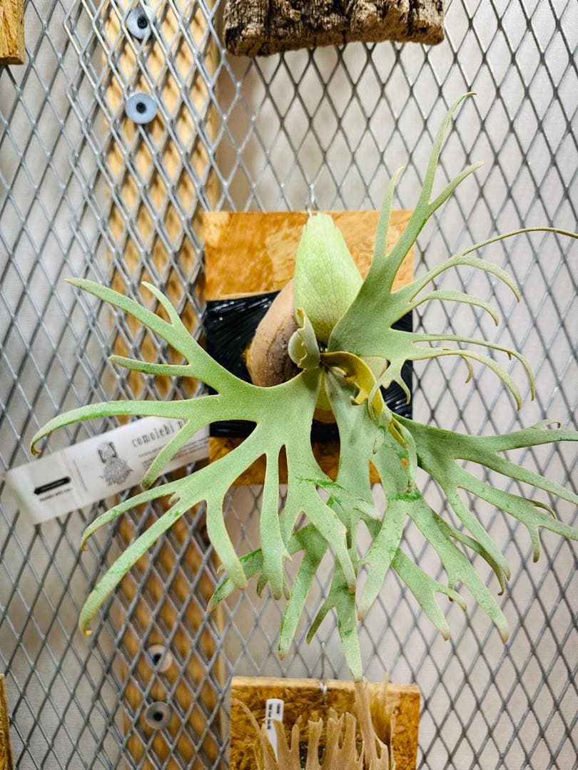 Willinckii Jade Girl ジェイドガール　バンダカ　コモレビ