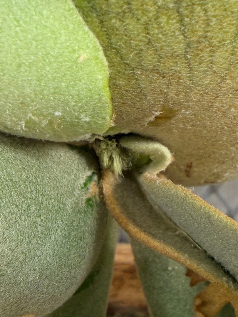 Willinckii Jade Girl ジェイドガール　バンダカ　コモレビ