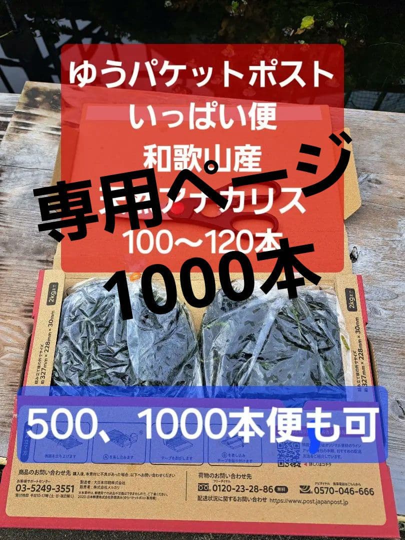 【専用ページ】天然アナカリス1000本