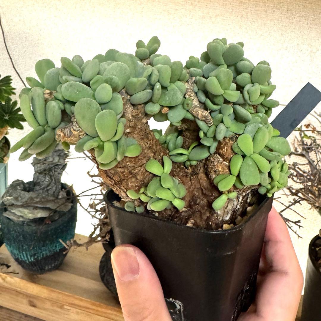 ケラリア ピグマエア 発根済み 現地球 良型大型 鉢ごと発送