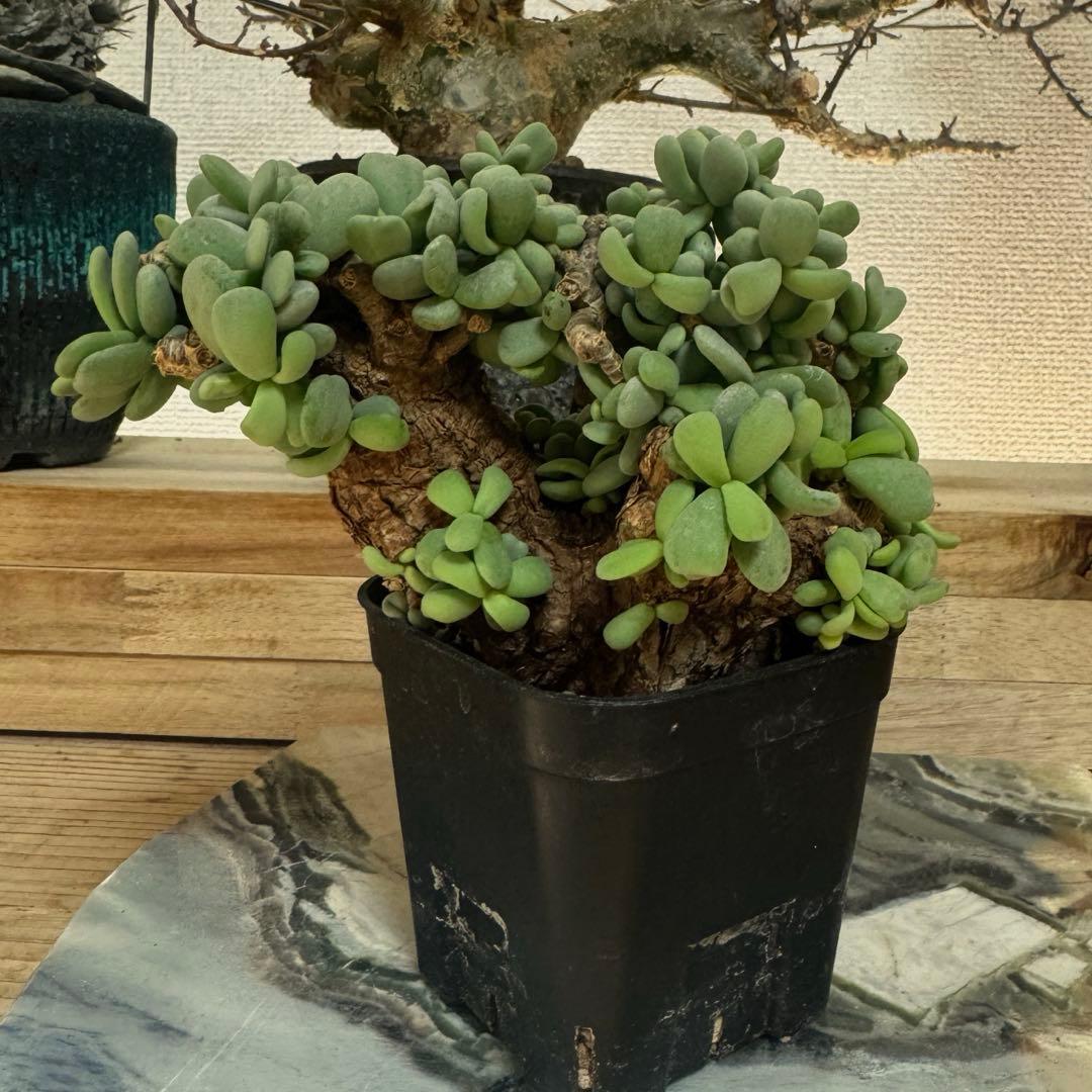 ケラリア ピグマエア 発根済み 現地球 良型大型 鉢ごと発送