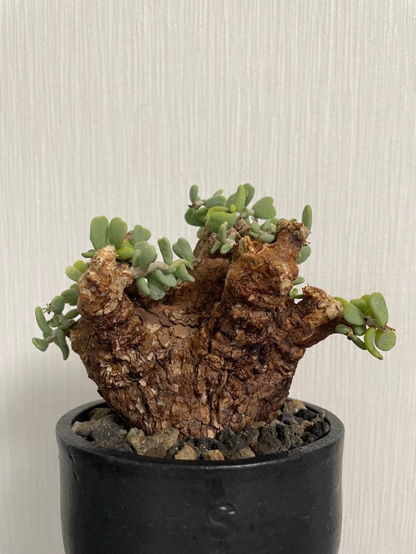 ケラリア ピグマエア 大株 雌株Cerariapygmaea プラ鉢発送