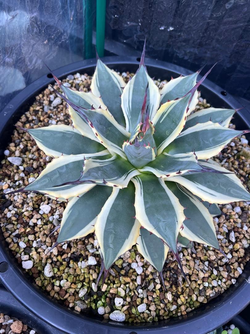 アガベ　クリームスパイク