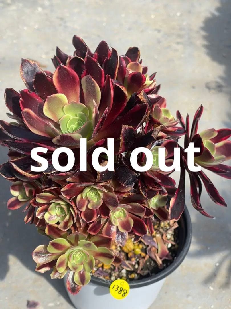 多肉植物アエオニウム  ꕤ欧嘉麗法師錦ꕤ木立、高足 プーケ型 大苗群生20頭以上