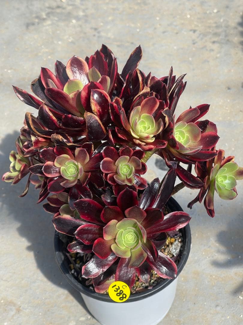 多肉植物アエオニウム  ꕤ欧嘉麗法師錦ꕤ木立、高足 プーケ型 大苗群生20頭以上