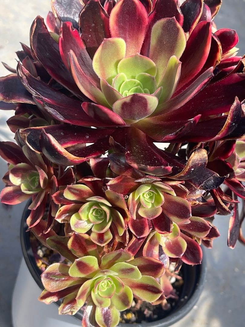 多肉植物アエオニウム  ꕤ欧嘉麗法師錦ꕤ木立、高足 プーケ型 大苗群生20頭以上