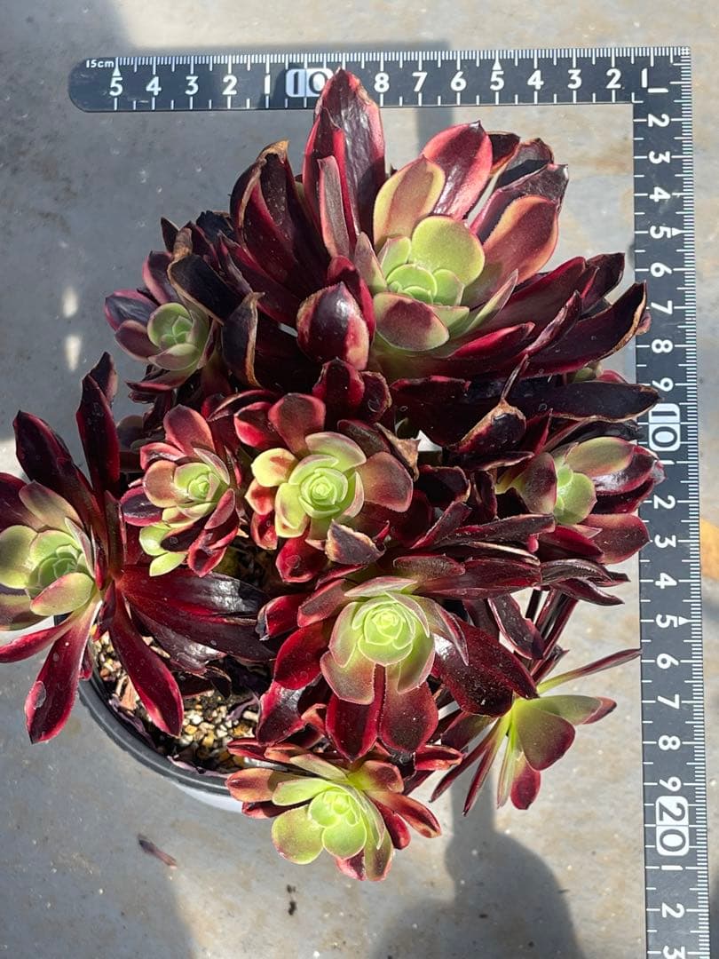 多肉植物アエオニウム  ꕤ欧嘉麗法師錦ꕤ木立、高足 プーケ型 大苗群生20頭以上