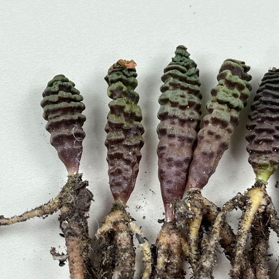 E11珍奇植物　多肉植物 つくし玉 ブルビネ・ブルインシー 実生株 10株同梱