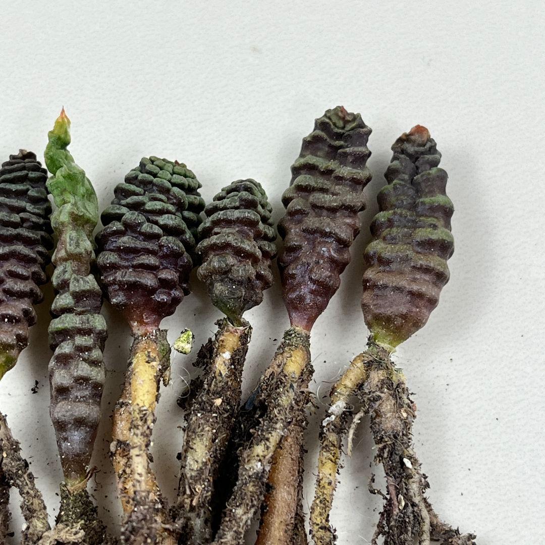 E11珍奇植物　多肉植物 つくし玉 ブルビネ・ブルインシー 実生株 10株同梱