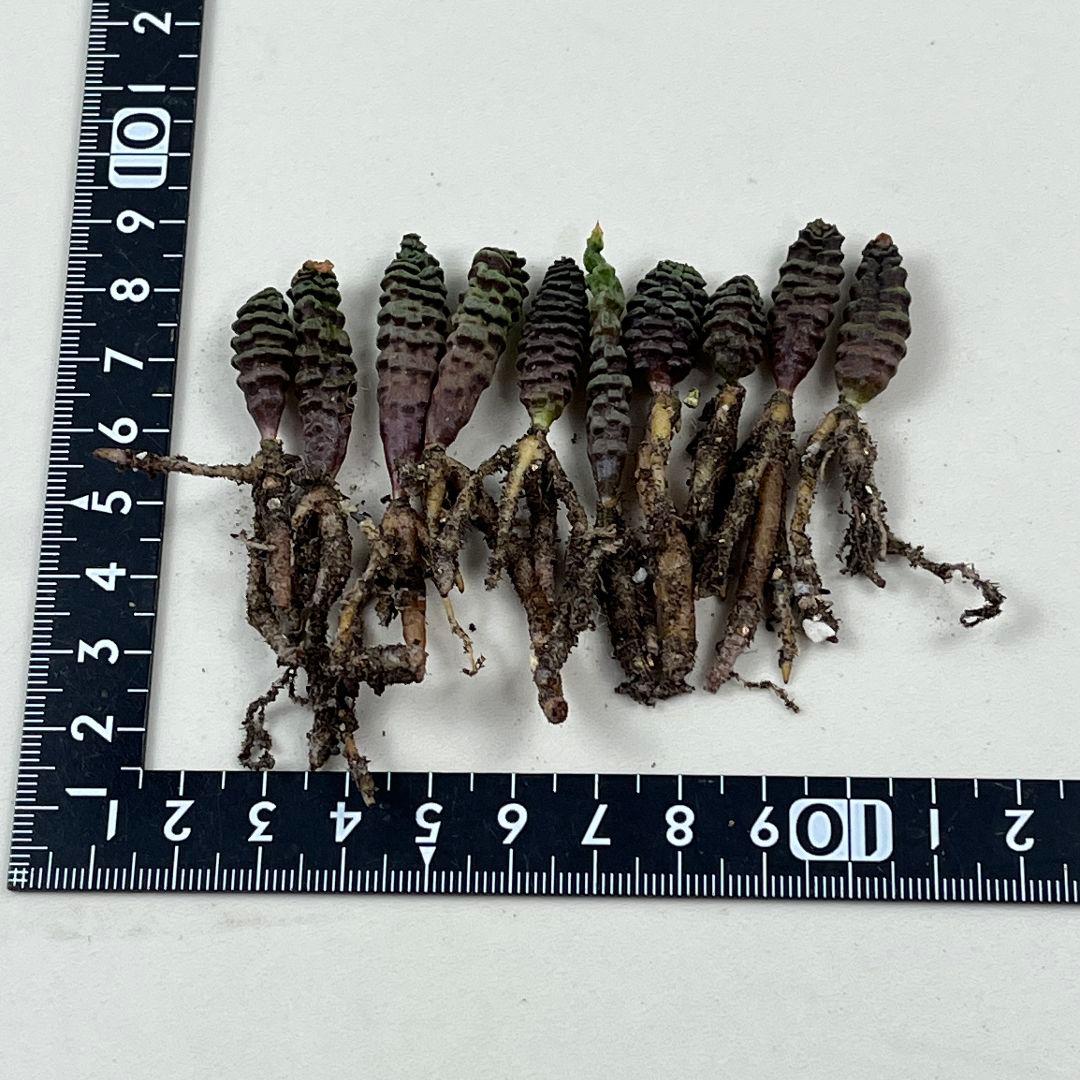 E11珍奇植物　多肉植物 つくし玉 ブルビネ・ブルインシー 実生株 10株同梱