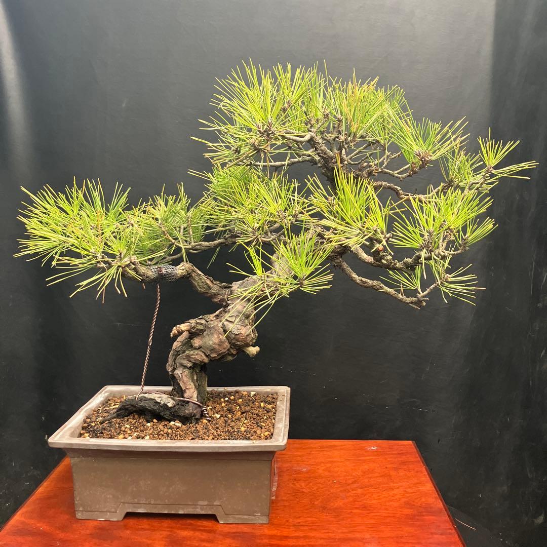 黒松 盆栽