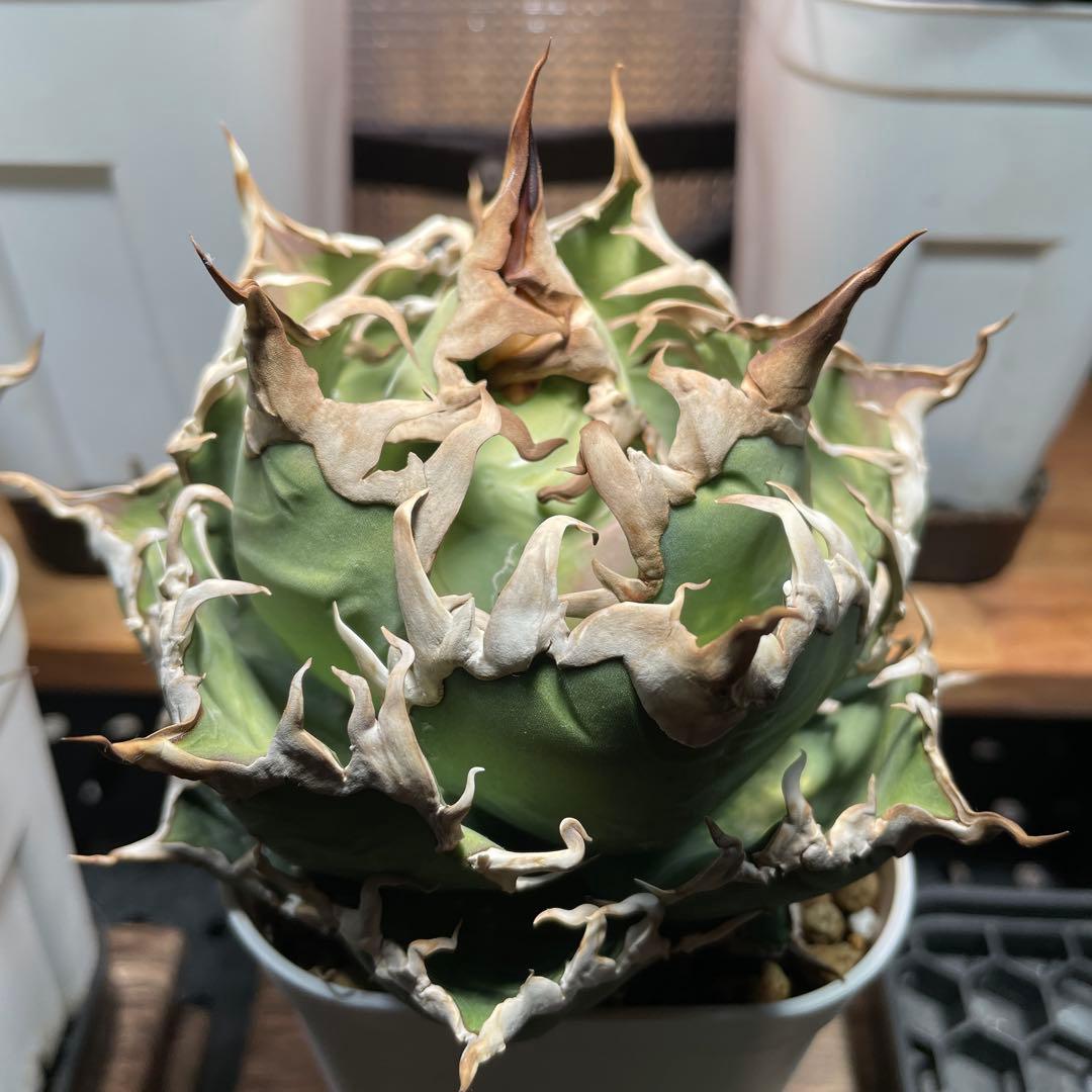 アガベ チタノタ シーザー lize産