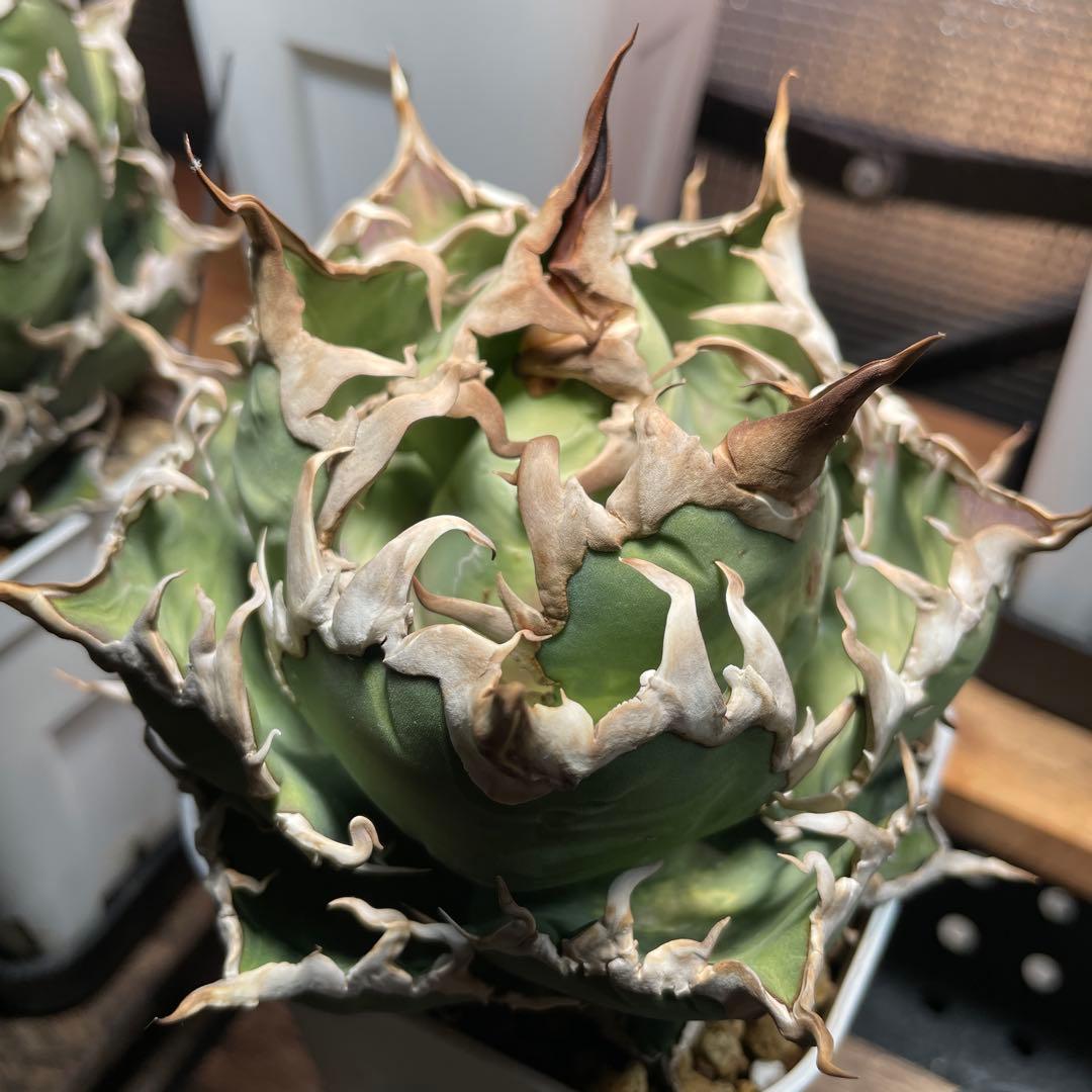 アガベ チタノタ シーザー lize産