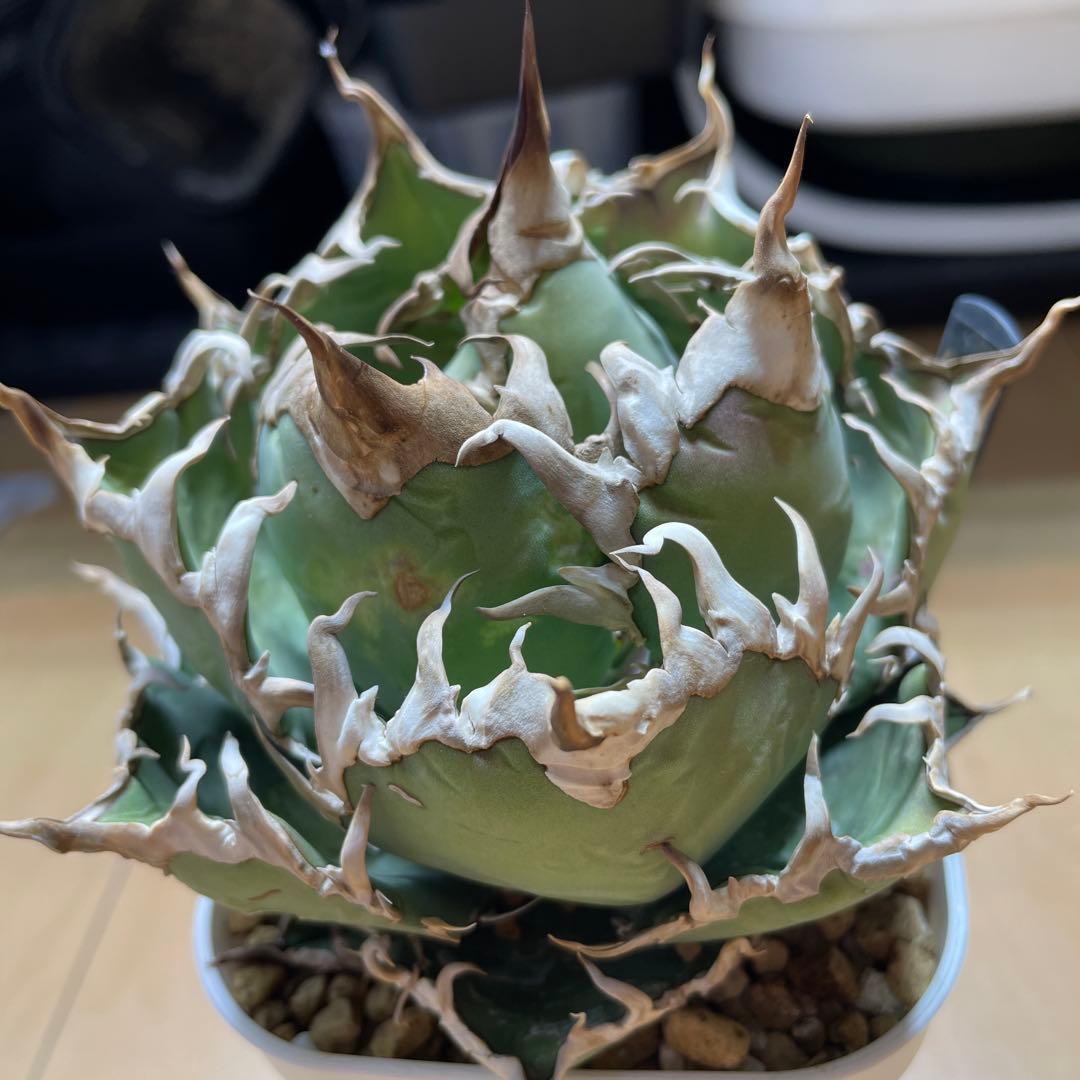 アガベ チタノタ シーザー lize産