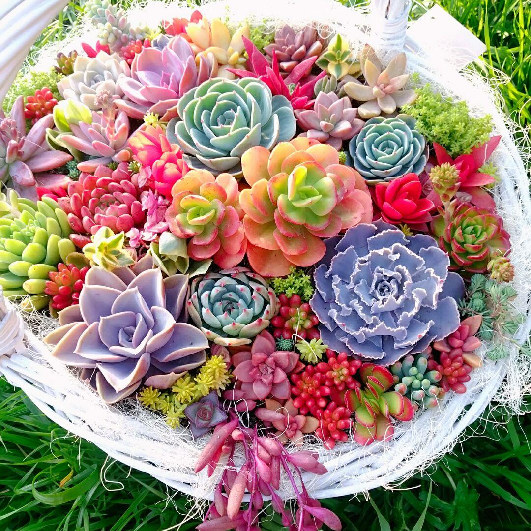 ご確認用ページ