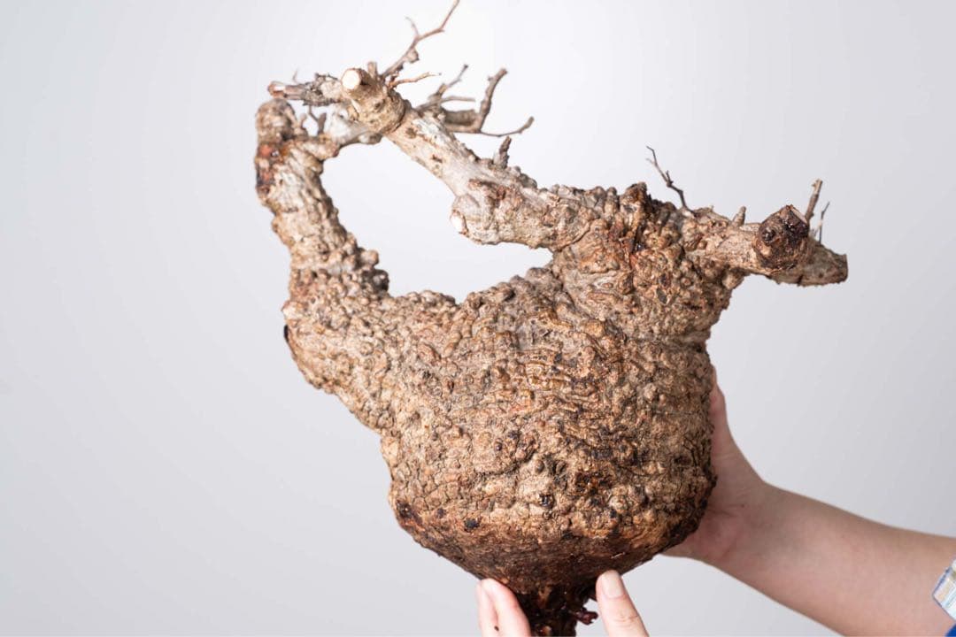 KP114 オペルクリカリア パキプス コーデックス ベアルート株　枝カット済み