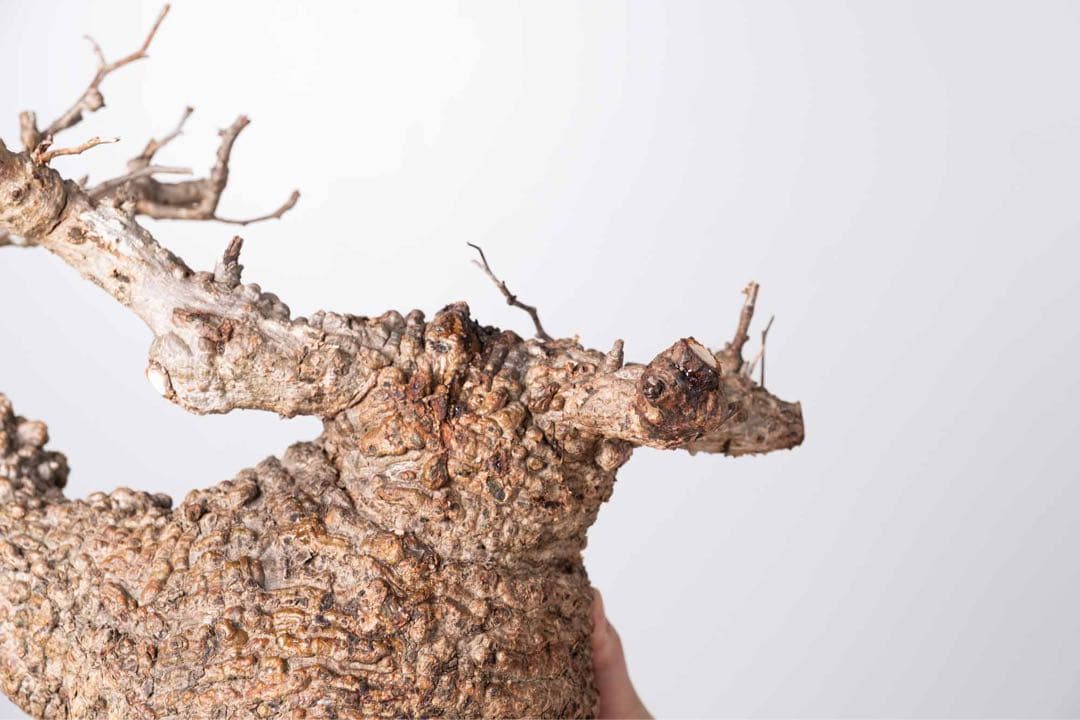 KP114 オペルクリカリア パキプス コーデックス ベアルート株　枝カット済み