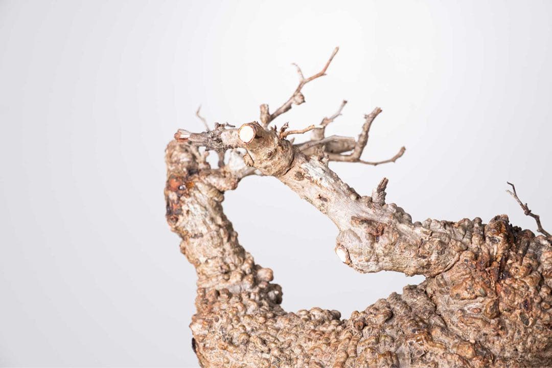 KP114 オペルクリカリア パキプス コーデックス ベアルート株　枝カット済み