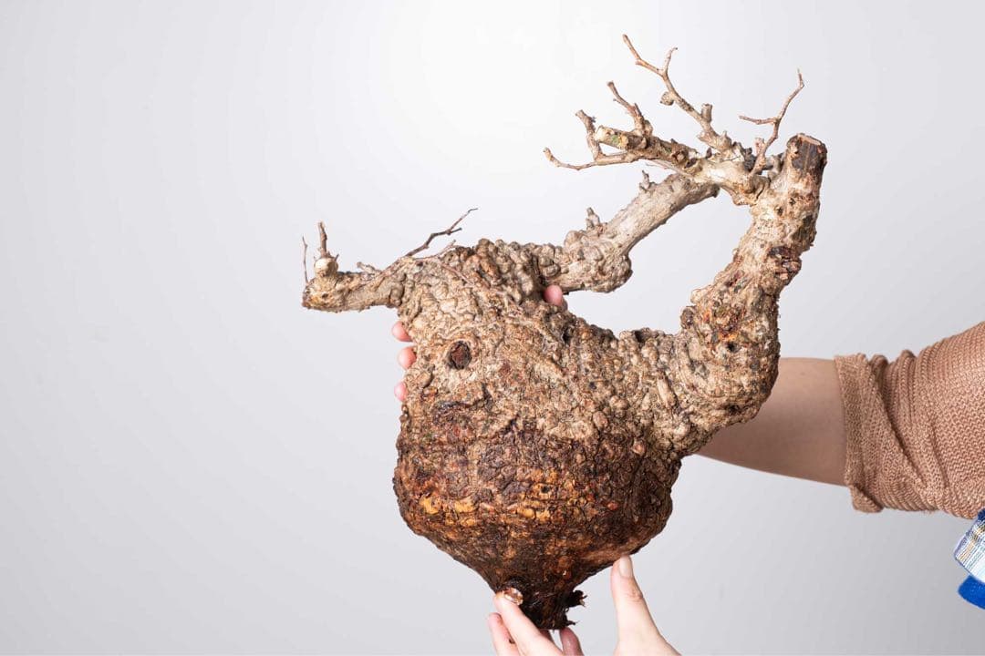 KP114 オペルクリカリア パキプス コーデックス ベアルート株　枝カット済み