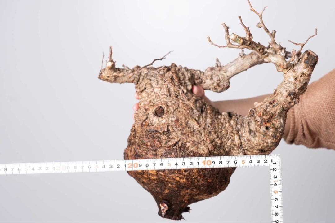 KP114 オペルクリカリア パキプス コーデックス ベアルート株　枝カット済み