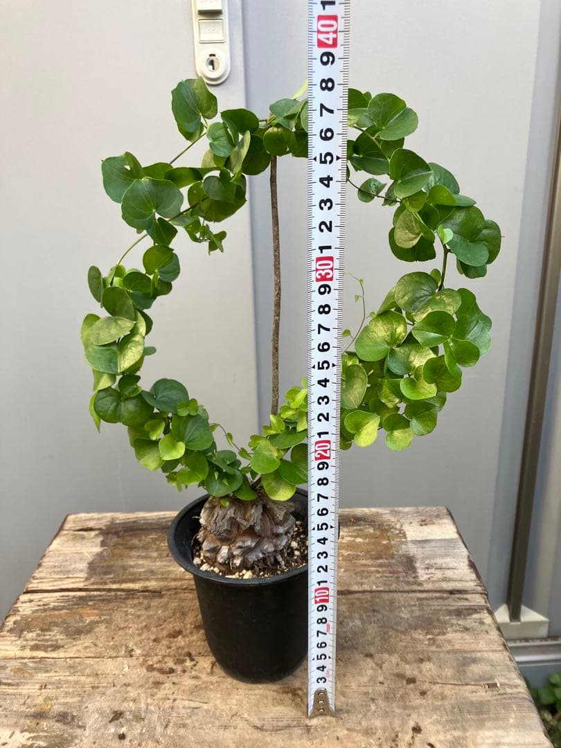 ジミーさま　アフリカ亀甲竜　4号プラ鉢　鉢ごとメルカリ便発送