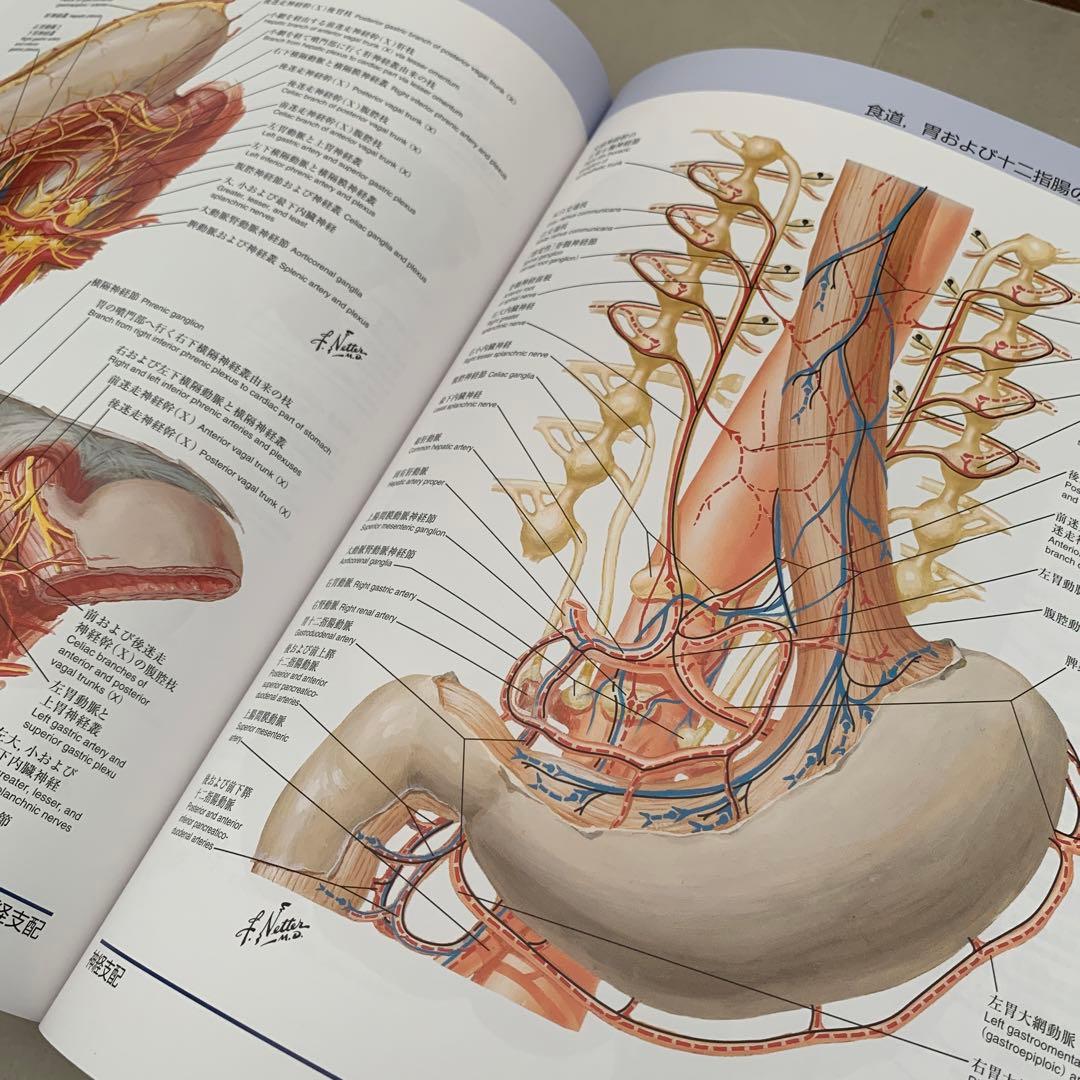 ネッター解剖学アトラス　原書　第7版　ネッター　南江堂