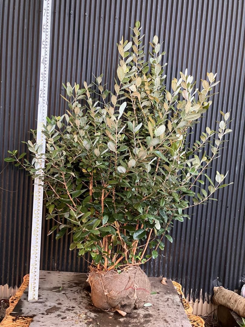 フェイジョア　実生アポロ