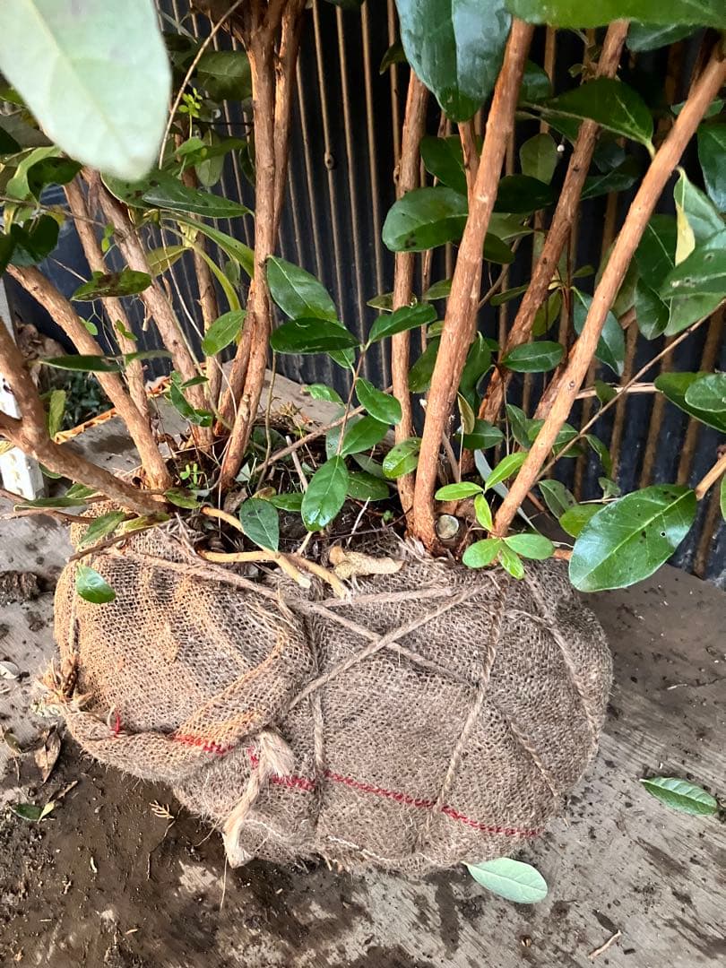 フェイジョア　実生アポロ