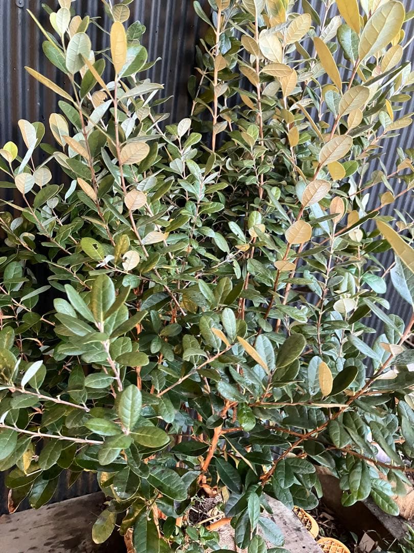 フェイジョア　実生アポロ