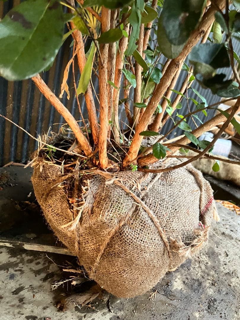 フェイジョア　実生アポロ