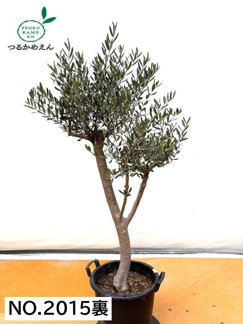 オリーブの木　ルッカ　約160cm　NO.2015　大型　人気品種　現品掲載