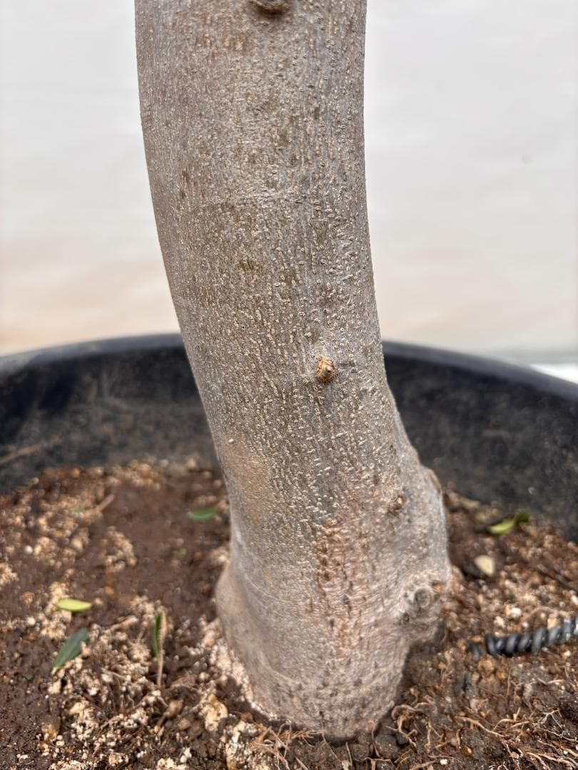 オリーブの木　ルッカ　約160cm　NO.2015　大型　人気品種　現品掲載