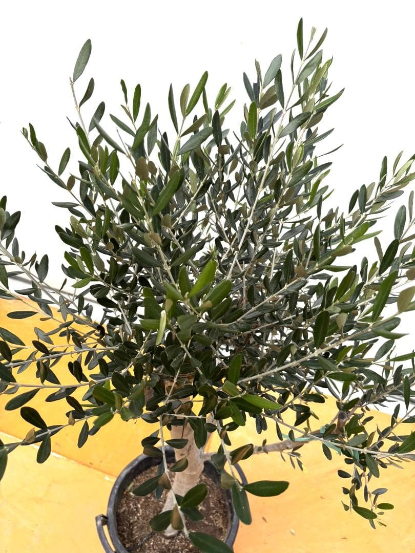 オリーブの木　ルッカ　約160cm　NO.2015　大型　人気品種　現品掲載