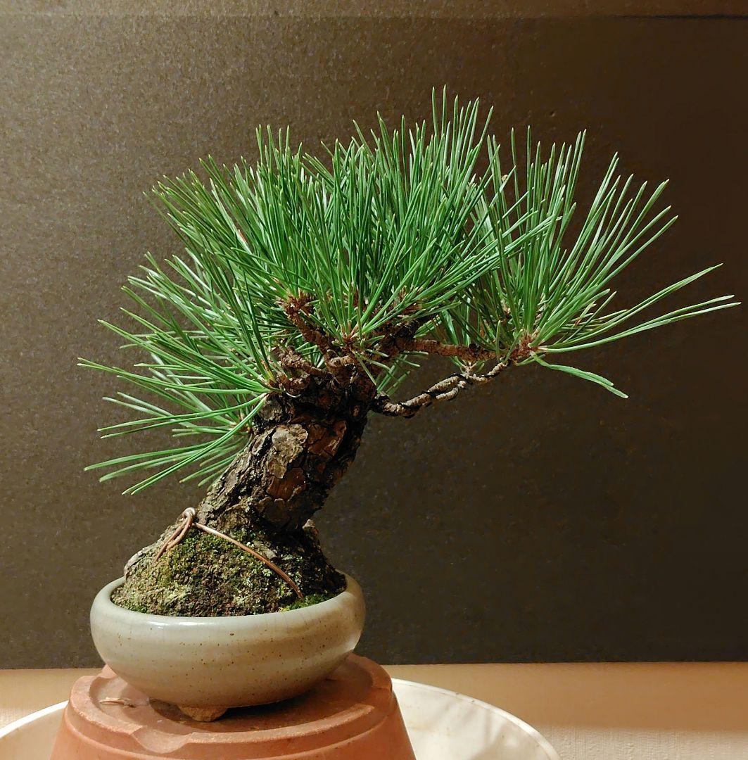 黒松盆栽！