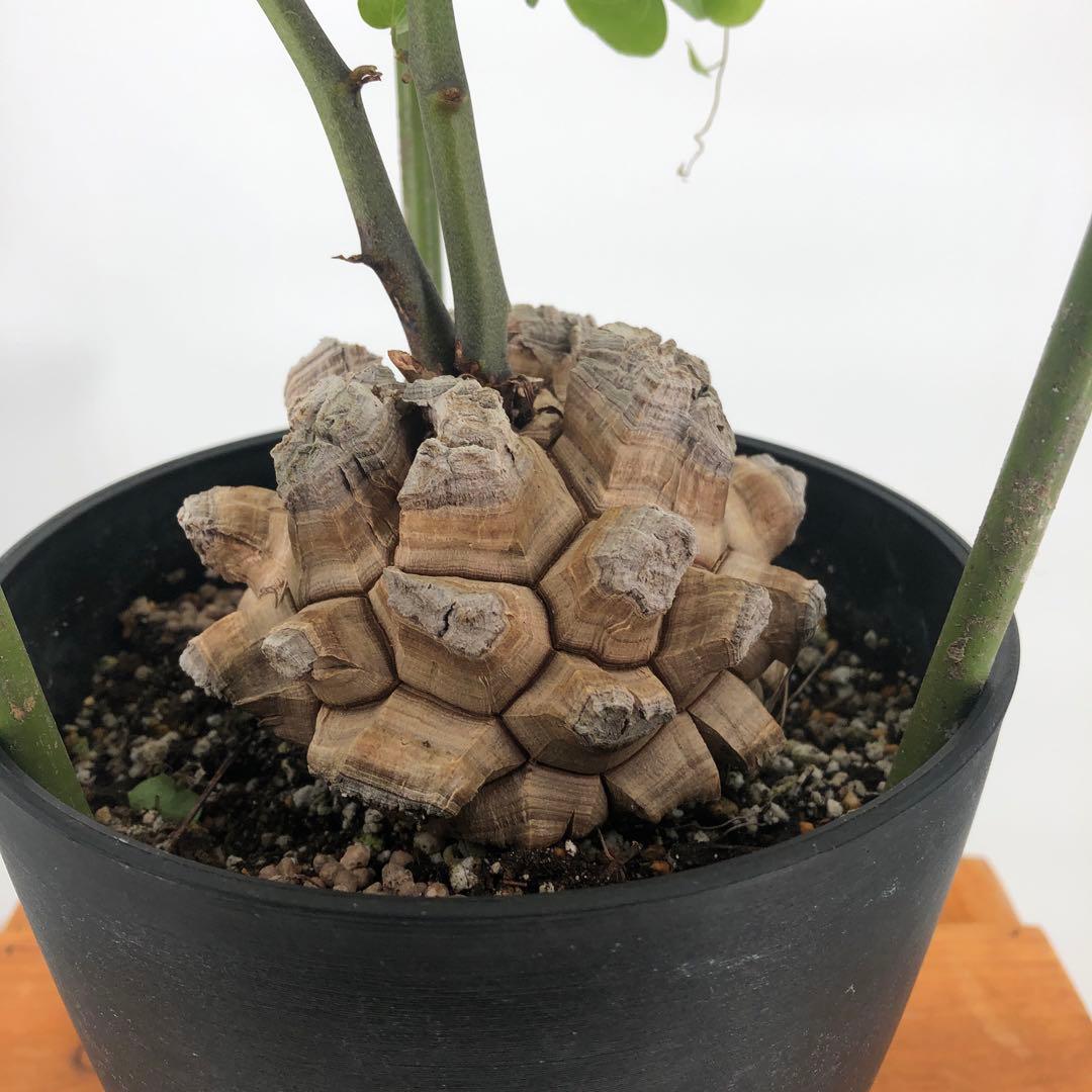 ① アフリカ亀甲竜　5号