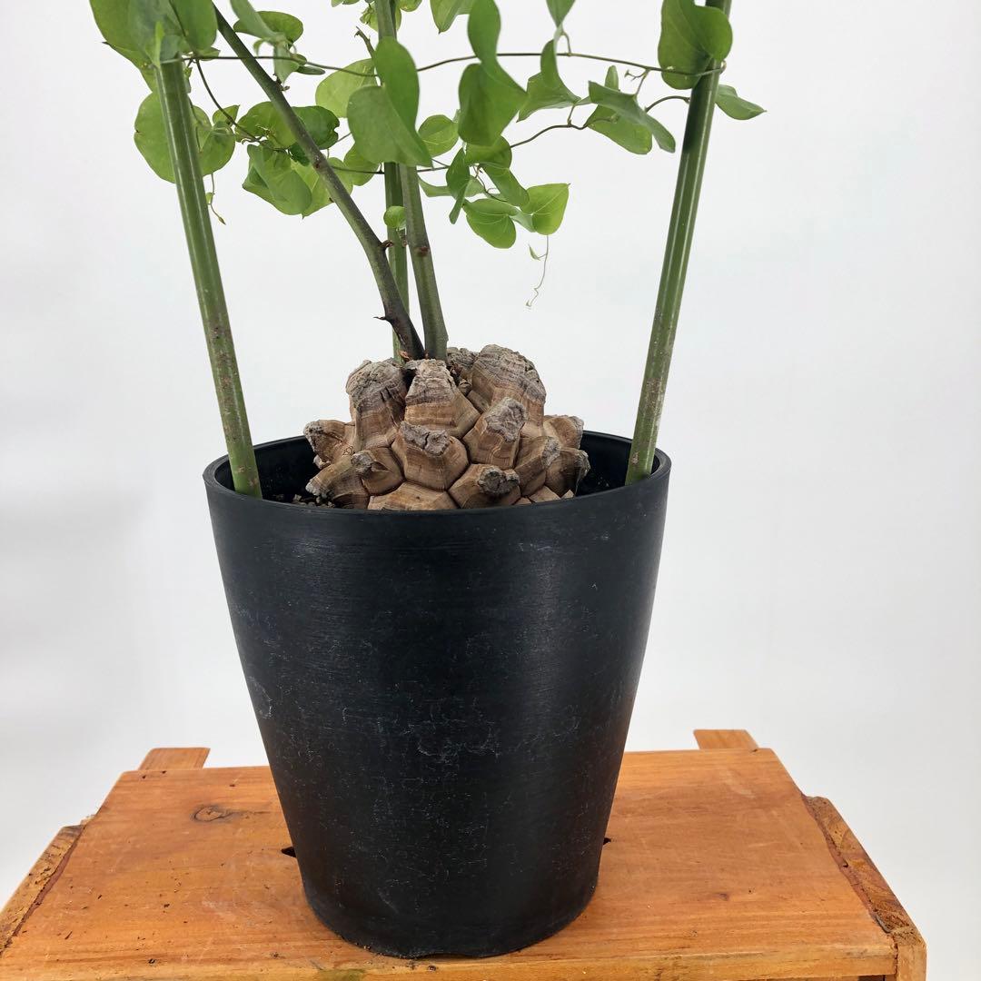 ① アフリカ亀甲竜　5号