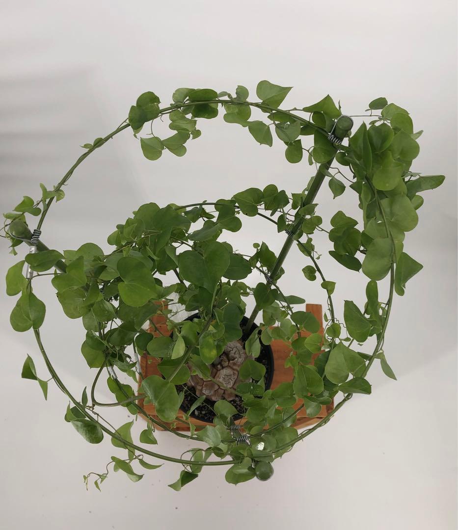 ① アフリカ亀甲竜　5号