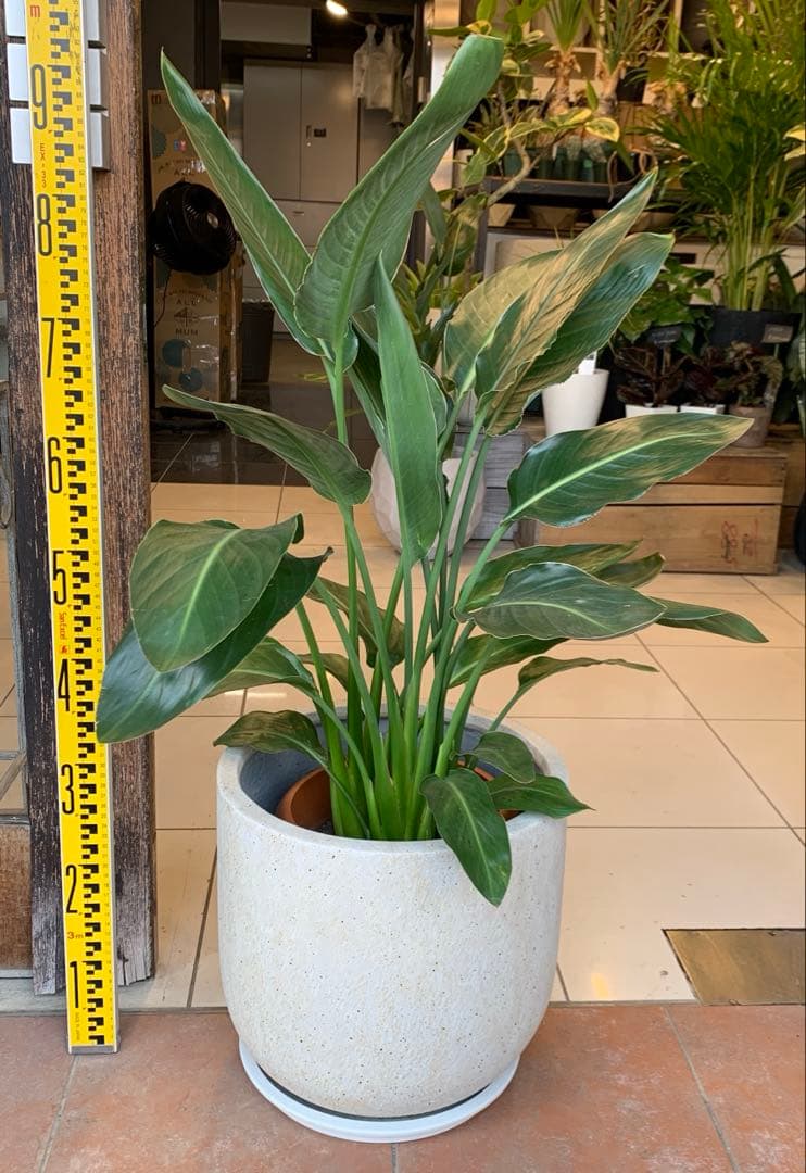 ストレリチア レギネ ファイバー鉢 お皿付き