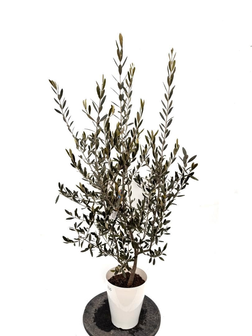 オリーブの木　ラキーノ　7号　約130cm　K-316　現品掲載