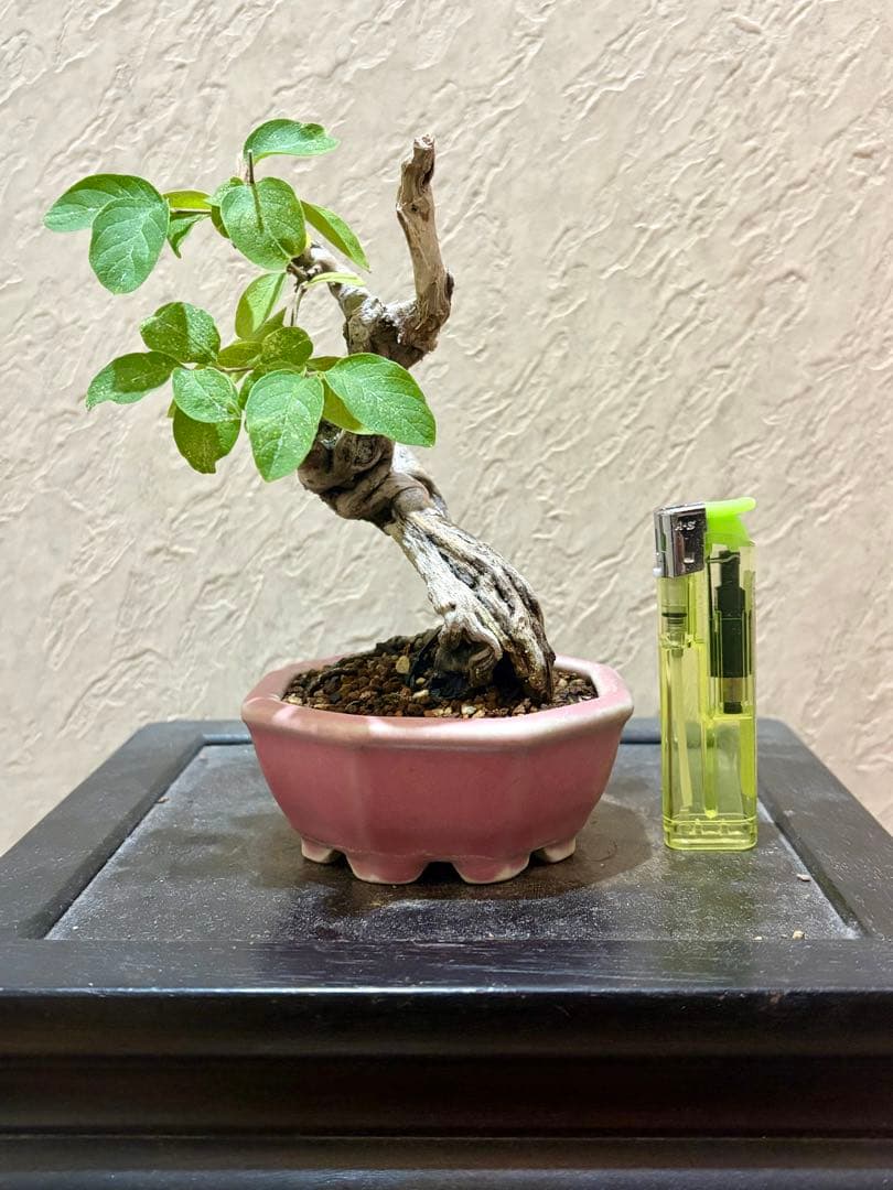 古樹!!樹高12㎝　天神板舎利　ヒョウタンボク　盆栽　真柏　黒松　五葉松　紅葉